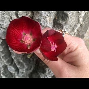 Meet your Posher, Griselda